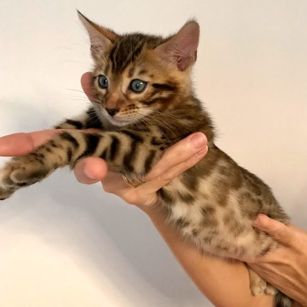 Bengal Kitten - Asad