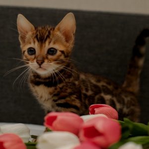 Bengal Kitten - Begals