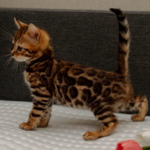 Bengal Kitten Begals 2 1