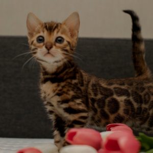 Bengal Kitten Begals 3