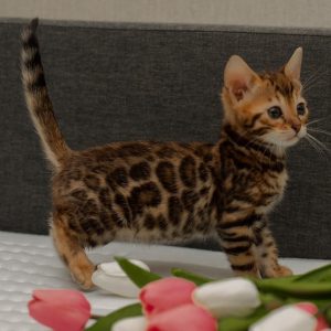 Bengal Kitten Begals 4