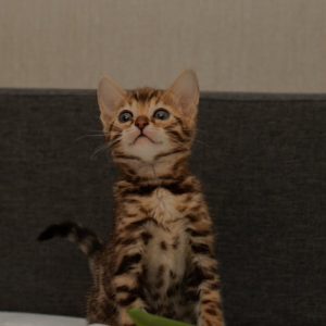 Bengal Kitten Begals 7