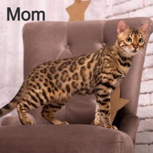 Bengal Kitten Begals 8