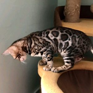 Bengal Kitten CoCo 2