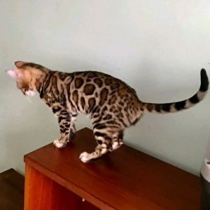 Bengal Kitten CoCo 3