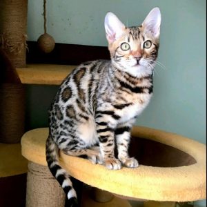 Bengal Kitten - CoCo