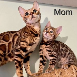 Bengal Kitten CoCo 5