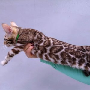 Bengal Kitten - Dany