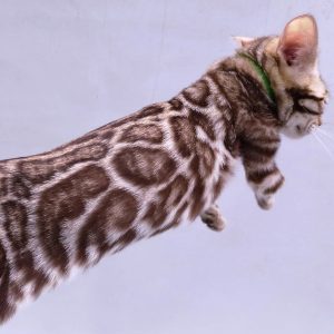 Bengal Kitten Dany 2