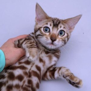 Bengal Kitten - Dany