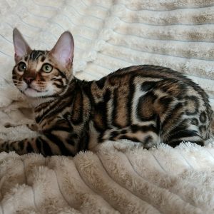 Bengal Kitten - Googles