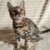 Bengal Kitten - Googles