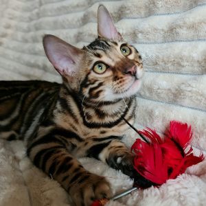 Bengal Kitten Googles 2