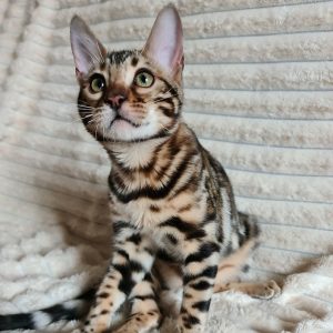 Bengal Kitten Googles 3