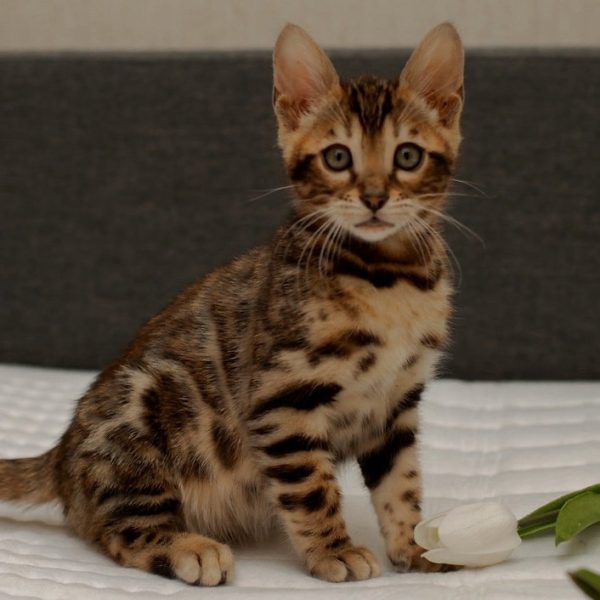 Bengal Kitten - Hamilton