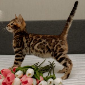 Bengal Kitten Hamilton 2