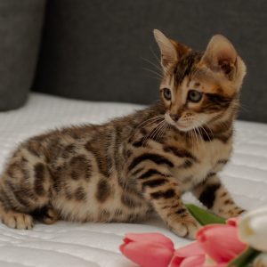 Bengal Kitten Hamilton 4