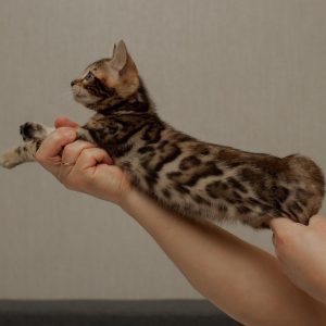 Bengal Kitten Hamilton 5 1