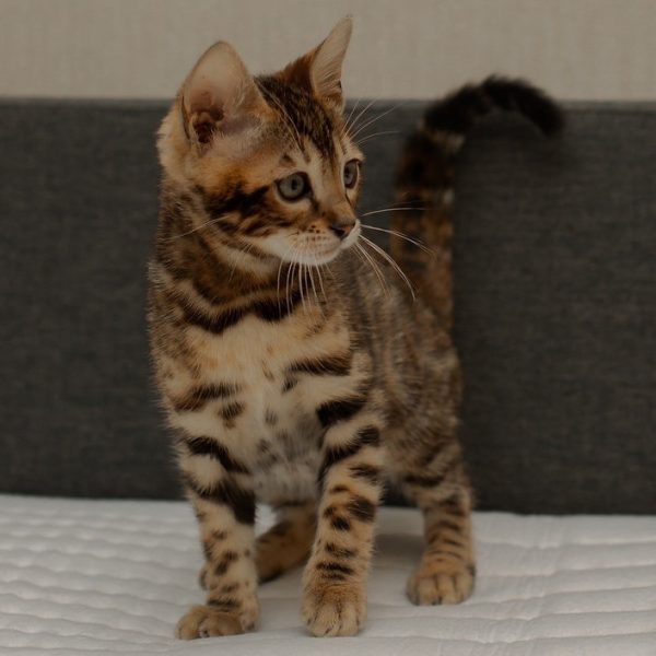 Bengal Kitten Hamilton 6