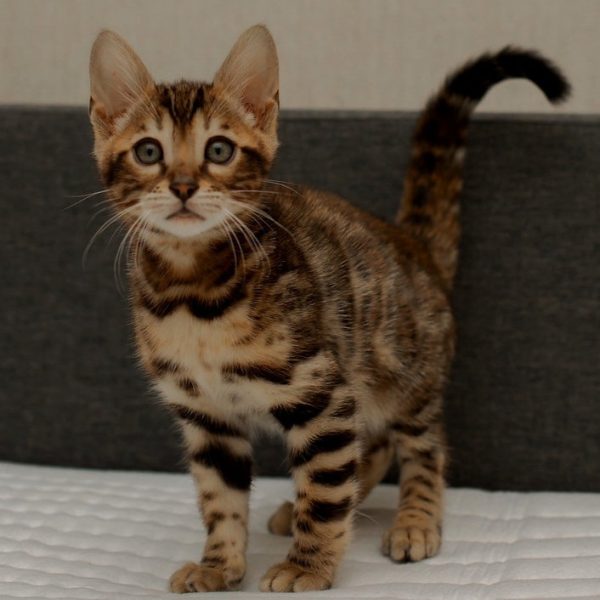 Bengal Kitten - Hamilton