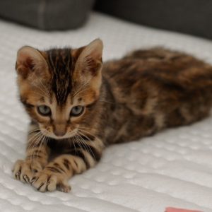 Bengal Kitten Hamilton 7