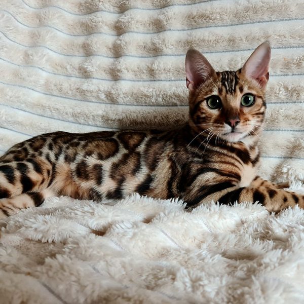 Bengal Kitten - Lashpaw