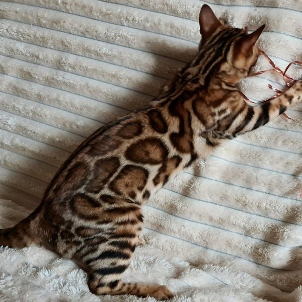 Bengal Kitten Lashpaw 3