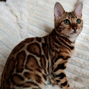 Bengal Kitten - Lashpaw