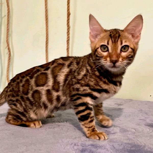 Bengal Kitten OdaMae 1 1