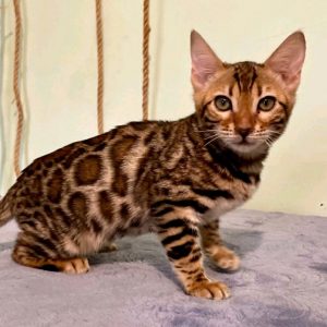 Bengal Kitten - OdaMae