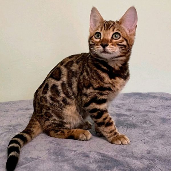 Bengal Kitten OdaMae 2