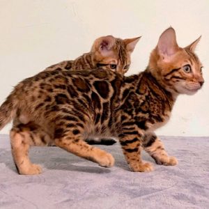 Bengal Kitten OdaMae 3