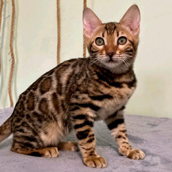 Bengal Kitten - OdaMae