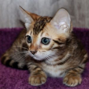 Bengal Kitten - Ruqualash