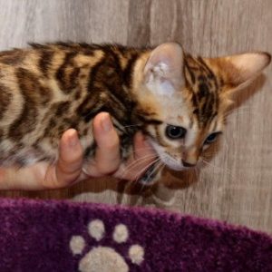 Bengal Kitten Ruqualash 2