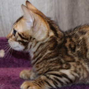 Bengal Kitten Ruqualash 4