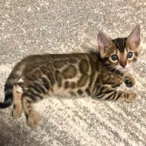 Bengal Kitten - Scabbers