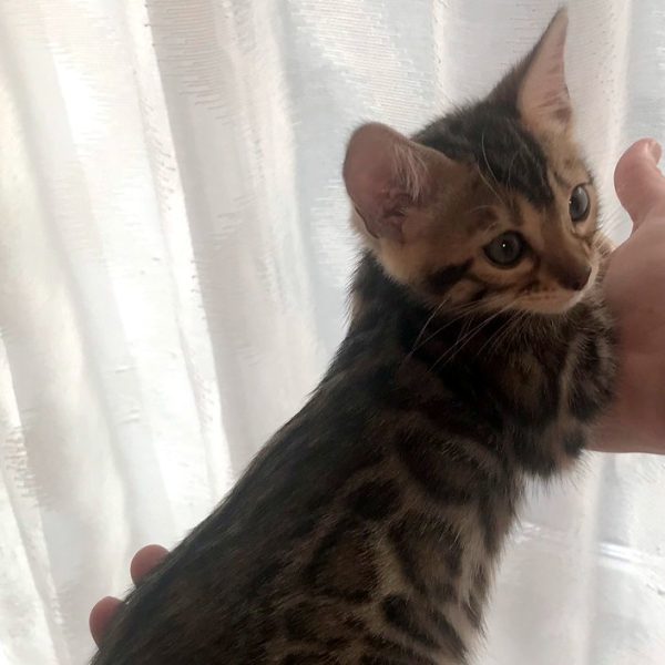 Bengal Kitten Scabbers 3