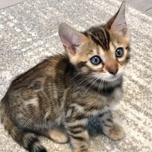 Bengal Kitten - Scabbers