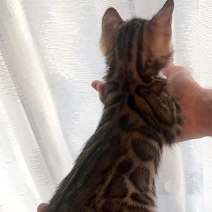 Bengal Kitten Scabbers 6