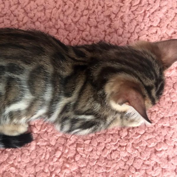 Bengal Kitten Scabbers 7