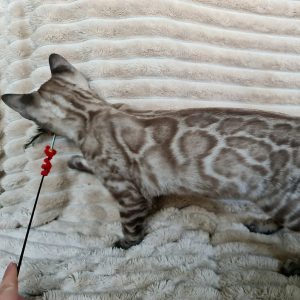 Bengal Kitten - Schrodinger