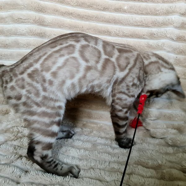 Bengal Kitten Schrodinger 2