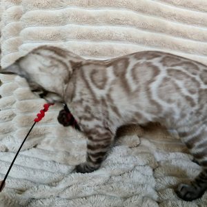 Bengal Kitten Schrodinger 3