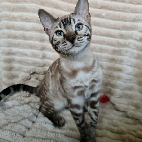 Bengal Kitten - Schrodinger