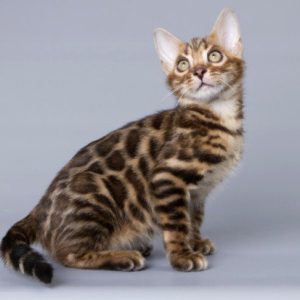 Bengal Kitten - Smiley