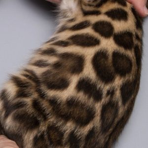 Bengal Kitten Smiley 11