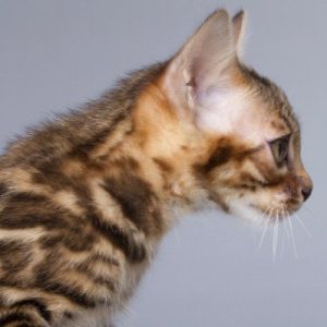 Bengal Kitten Smiley 111