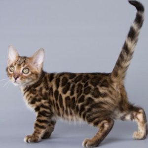 Bengal Kitten Smiley 2