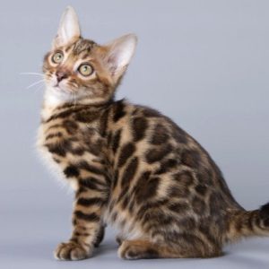 Bengal Kitten - Smiley